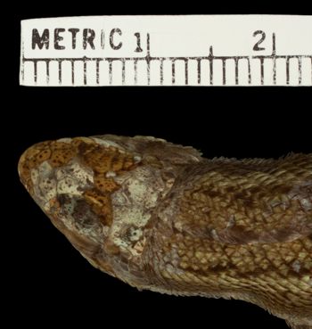 Media type: image;   Herpetology R-53919 Aspect: head dorsal